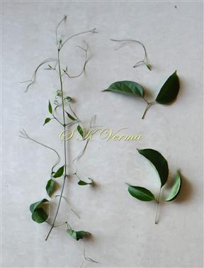  Young shoot, Leaves and Tendrils